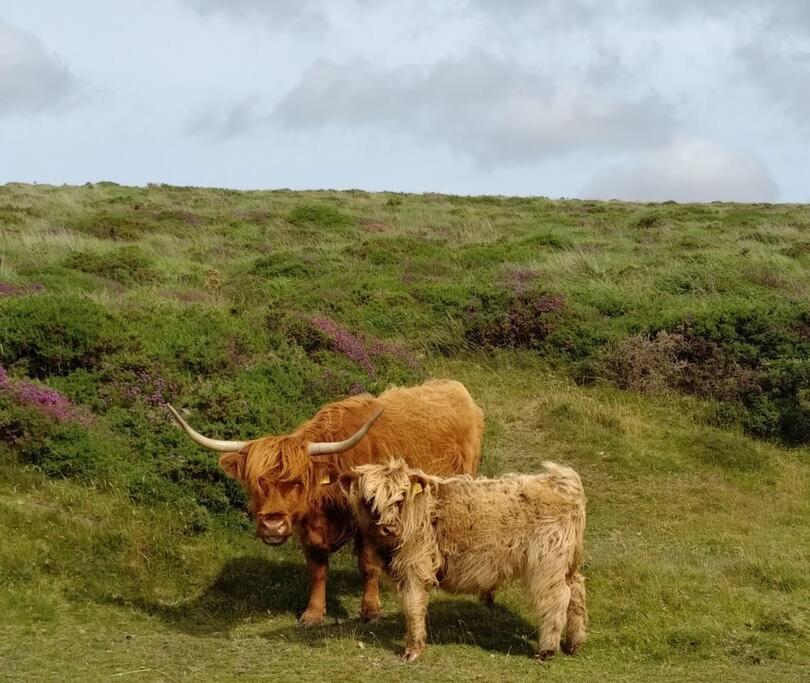 The Dairy - Quaint 1Br In Dartmoor National Park Villa Hennock Dış mekan fotoğraf